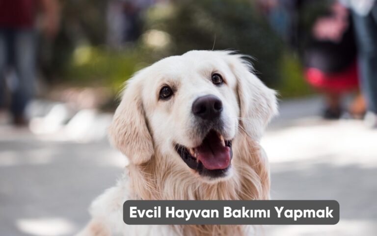 Evcil Hayvan Bakımı Yapmak